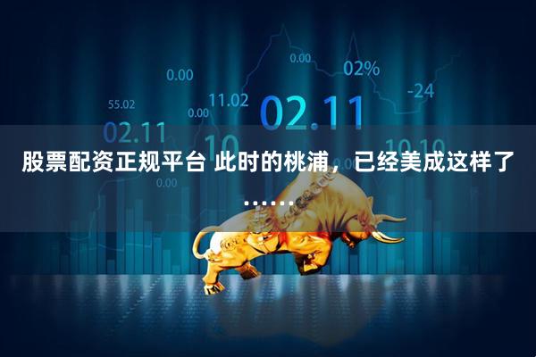 股票配资正规平台 此时的桃浦，已经美成这样了……